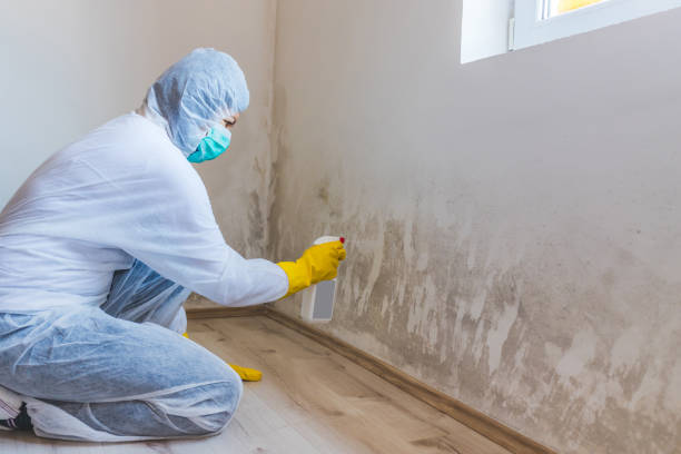 Licensed Black Mold Remediation service in Norfolk, VA - Car Mold Remediation
