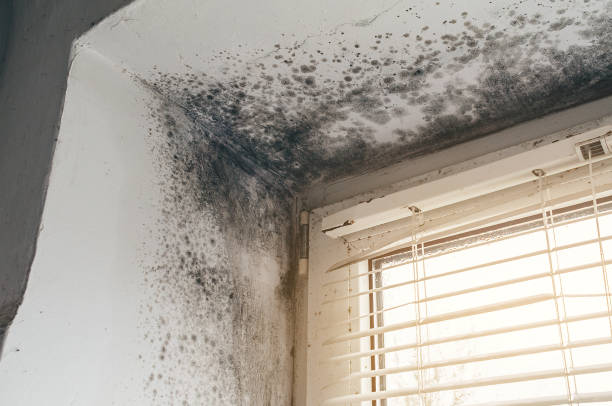 Affordable Black Mold Remediation solutions in Norfolk, VA