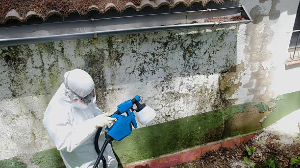 Top rated local Black Mold Remediation specialists in Norfolk, VA